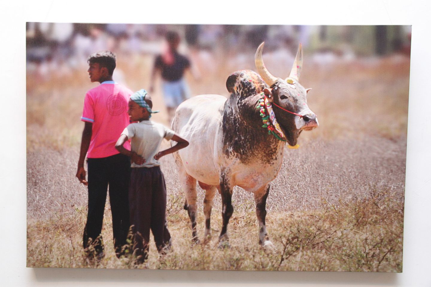 Jallikattu (Veera Vilayattu) Photo Exhibition